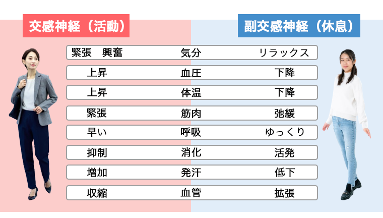 自律神経の働き