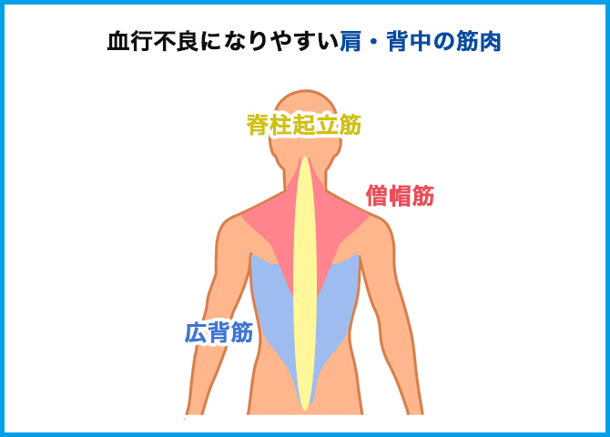血行不良になりやすい肩・背中の筋肉